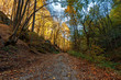 Walking Path in forest in Fall in Bulgaria.