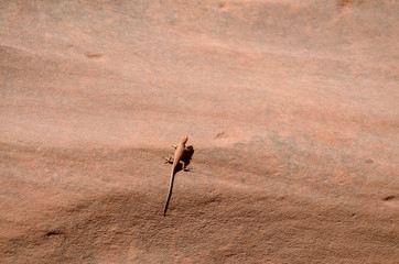 sagebrush lizard on the stone wall of the same color
Grand Staircase Escalante National Monument, Garfield County, Utah, USA