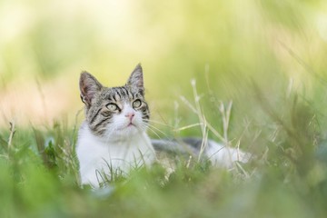 cat portrait background