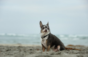  Senior Chihuahua dog outdoor portrait sitting on beach
