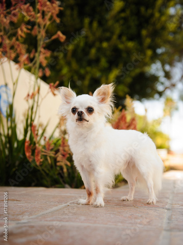 White Longhaired Chihuahua Dog Outdoor Portrait Standing On