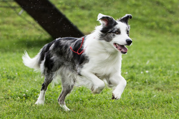 Wall Mural - border collie