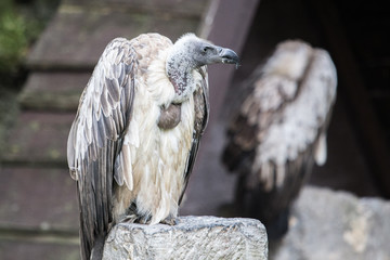 Wall Mural - vulture