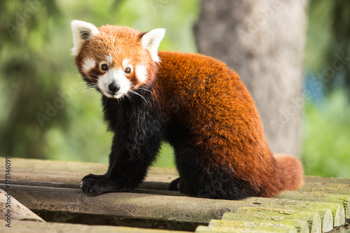 Plakat Czerwona panda