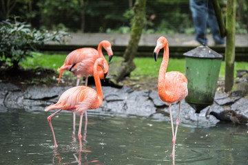 Wall Mural - Flamingo