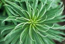 Swirly Green Plant