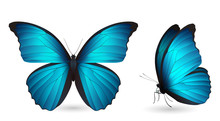 Set Of Colorful Butterflies. Front And Side View