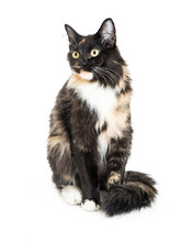 Long-Haired Calico Cat Sitting On White