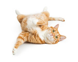 Fototapeta Koty - Playful Orange Tabby Cat on White