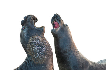 Two male Californian elephant seal, northern elephant seal, Cystophora proboscidea, fighting at Big Sur in Point Piedras Blancas, San Simeon, California, United States. isolated on white background.