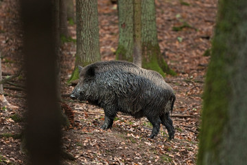 Wall Mural - wild boar, sus scrofa, czech republic