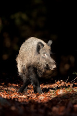 Wall Mural - wild boar, sus scrofa, czech republic