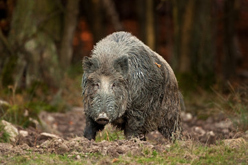 Wall Mural - wild boar, sus scrofa, czech republic