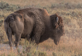 Wall Mural - Dusty Buffalo in Dry Field