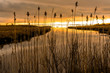 Sea marsh at twilight