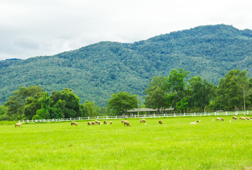 Sheep on grasslands.