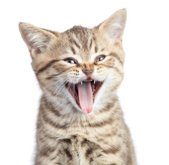 Wall Mural - Funny cat portrait yawning with open mouth isolated