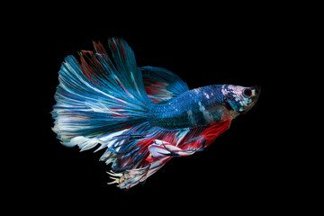 The moving moment beautiful of siam betta fish in thailand on black background.