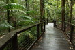 Wanderweg durch den Regenwald auf Fraser Island in Australien