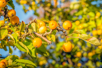 Wall Mural - Yellow crab apples in autumnal sunlight