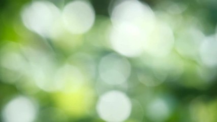 Wall Mural - video 4k footage of abstract bokeh blur tree nature background with sunlight on summer.