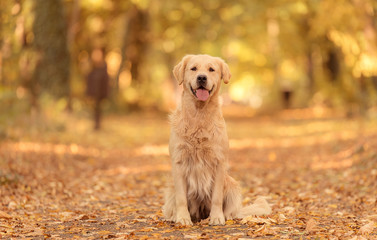 Wall Mural - Golden Retriever dog relaxing in autumn park