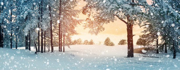 Pine trees covered with snow on frosty evening. Beautiful winter panorama at snowfall