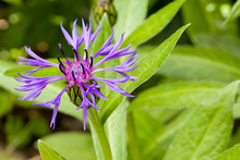 Close Up Of Purple Blossom Of Centaurea Montana Mountain Cornflower With Natural Green Background With Copyspace. Selective Focus. Shallow Depth Of Field.