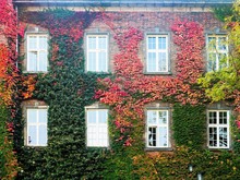 Wild Grapes On The Facade Of The Building With Windows, Autumn.