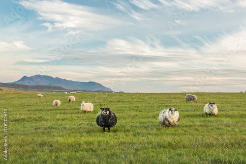 Zdjęcie XXL Przestronne zielone łąki z pasącymi się uroczymi, puszystymi owcami. góry w tle i bardzo piękne niebo z chmurami. Spokojny, prosty wiejski krajobraz pasterski. Islandia.