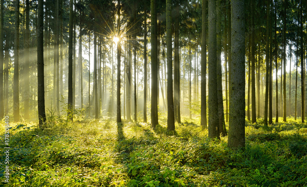 Fichtenwald im warmen Licht der Morgensonne - obrazy, fototapety, plakaty 