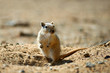 The great gerbil (Rhombomys opimus).  The great gerbil is a large gerbil found throughout much of Central Asia.