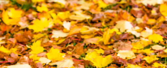 Wall Mural - Blurry background of autumn leaves in yellow color