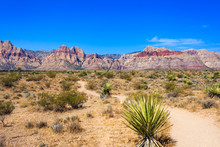 Desert Trail At Red Rock Canyon National Conservation Area