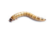 © kworraket - Giant mealworm of zophobasmorio on white background (Tenebrionidae)