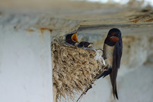 Nest Of Swallows. The Swallows And Martins, Or Hirundinidae, Are A Family Of Passerine Birds Found Around The World On All Continents Except Antarctica.