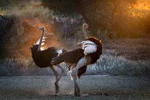Dancing In The Dust. Two Ostrich Males, Struthio Camelus, Displaying Each Other In Dust Backlighted By Last Rays Of Setting Sun Creating African Wildlife Atmosphere. Nature Photography In Kalahari.