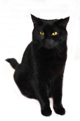  Black cat. Black beautiful cat on a white background.
