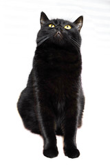  Black cat. Black beautiful cat on a white background.