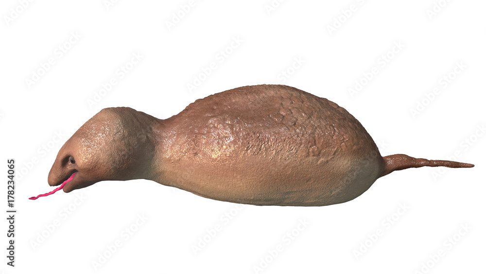 日本の未確認生物 UMA ツチノコ 3Dイラスト 横から Stock Illustration