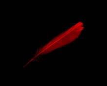 Beautiful Red Feather Isolated On Black Background