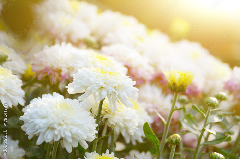 Colorful autumnal toned chrysanthemum flowerbed against sunlight - obrazy, fototapety, plakaty 