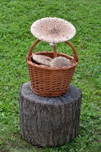 Basket Full Of Parasol Mushrooms  (Macrolepiota Procera) On A Stump