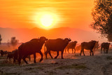 Fototapeta Konie - water buffalo grazing at sunset  next to the river Strymon in Northern Greece.
