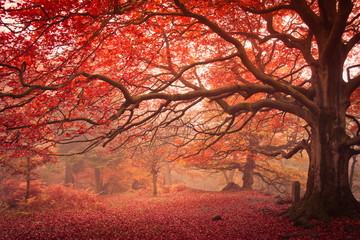 autumn walk