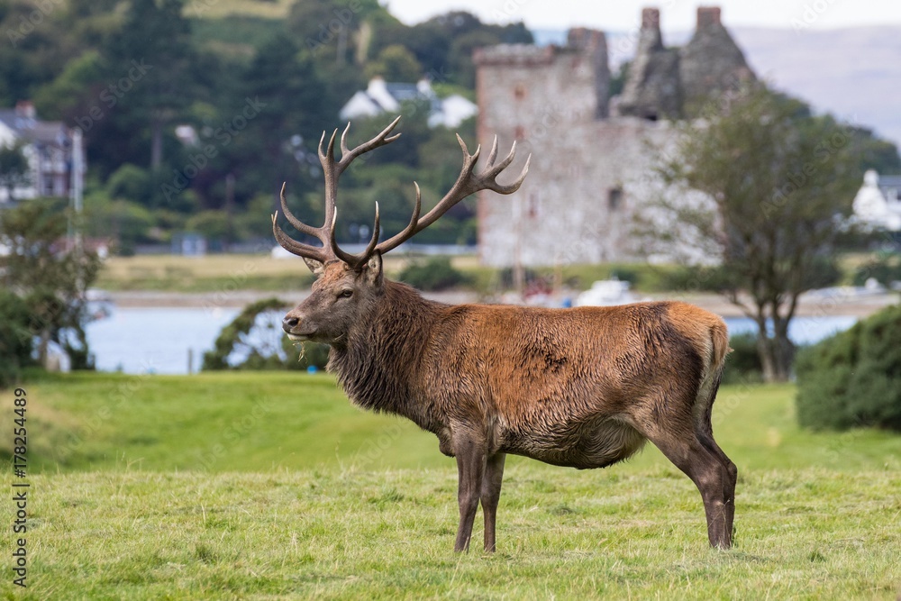 Red Deer Stag Before Lochranza Castle Stock Photo Adobe Stock red-deer-stag-before-lochranza-castle-stock-photo-adobe-stock