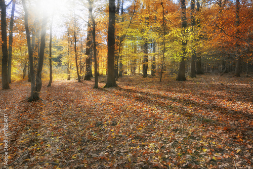 Plakat Słońce w lesie jesienią
