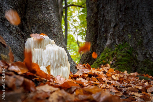 Fotomural Rare Lion's mane mushroom in a Dutch forest