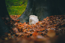 Rare Lion's Mane Mushroom In A Dutch Forest