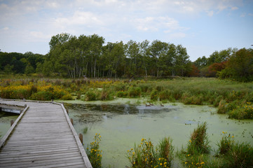 Wall Mural - Boardwalk in the wetland